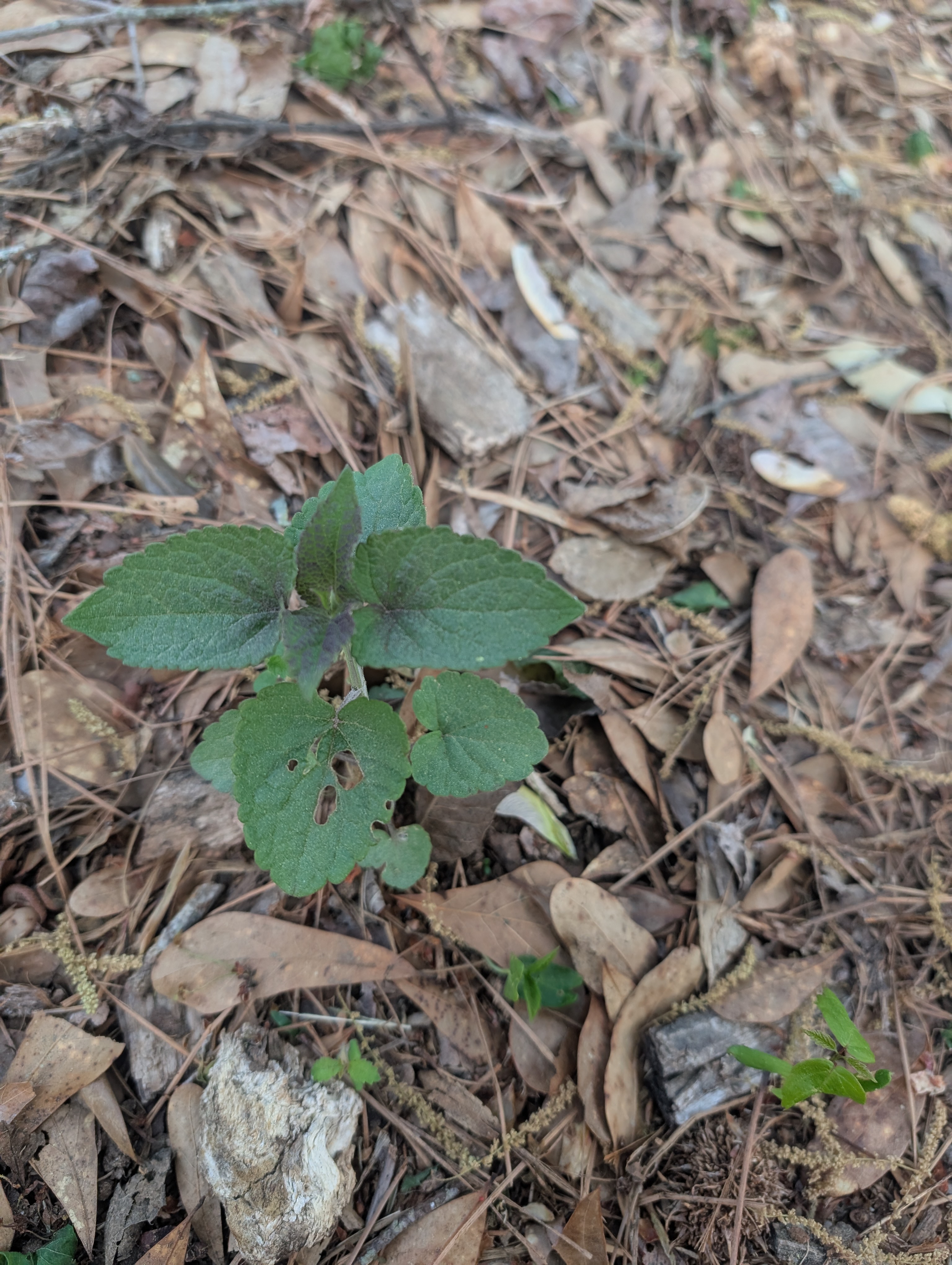 Bee Balm