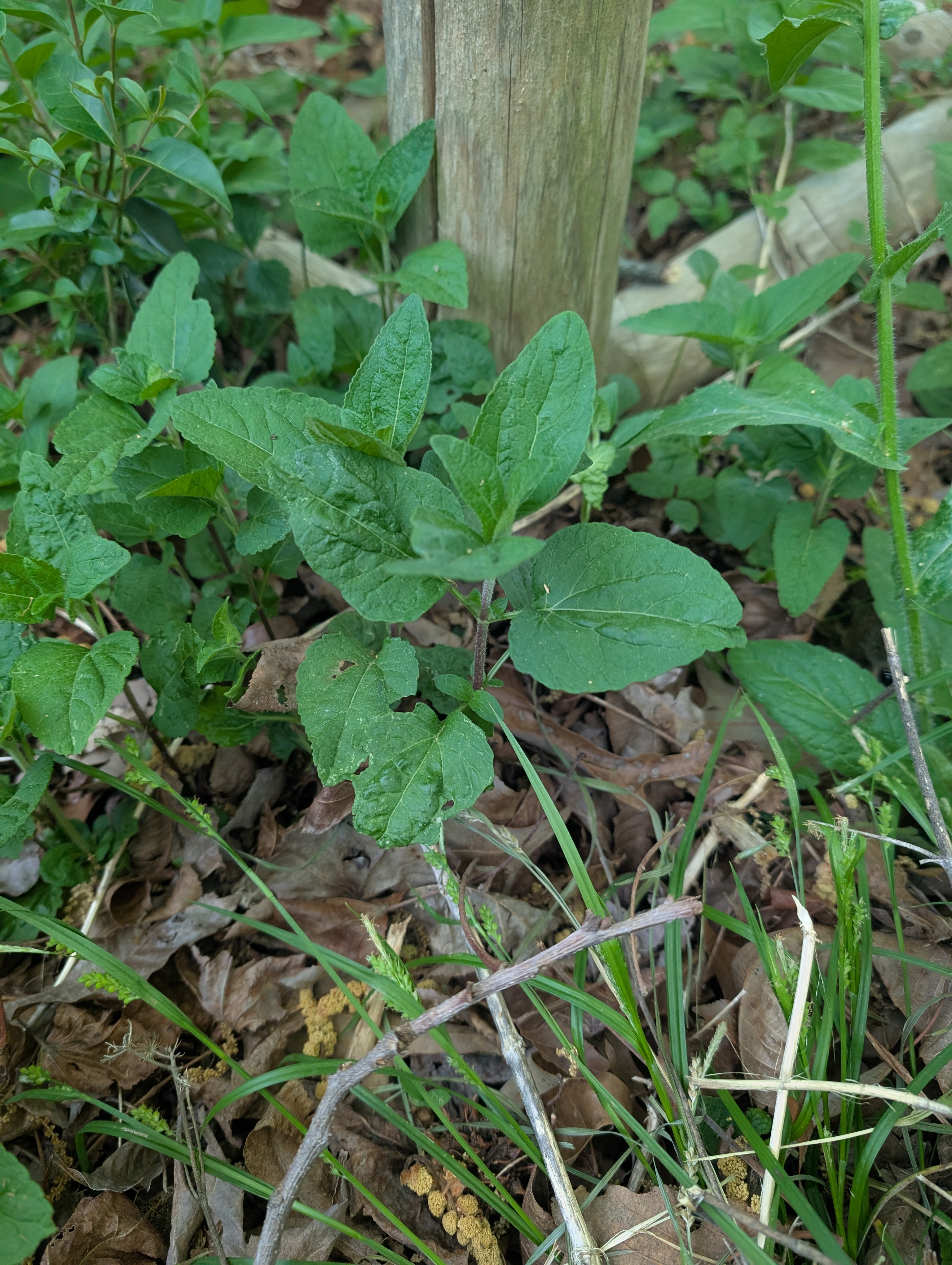 Blue Mistflower