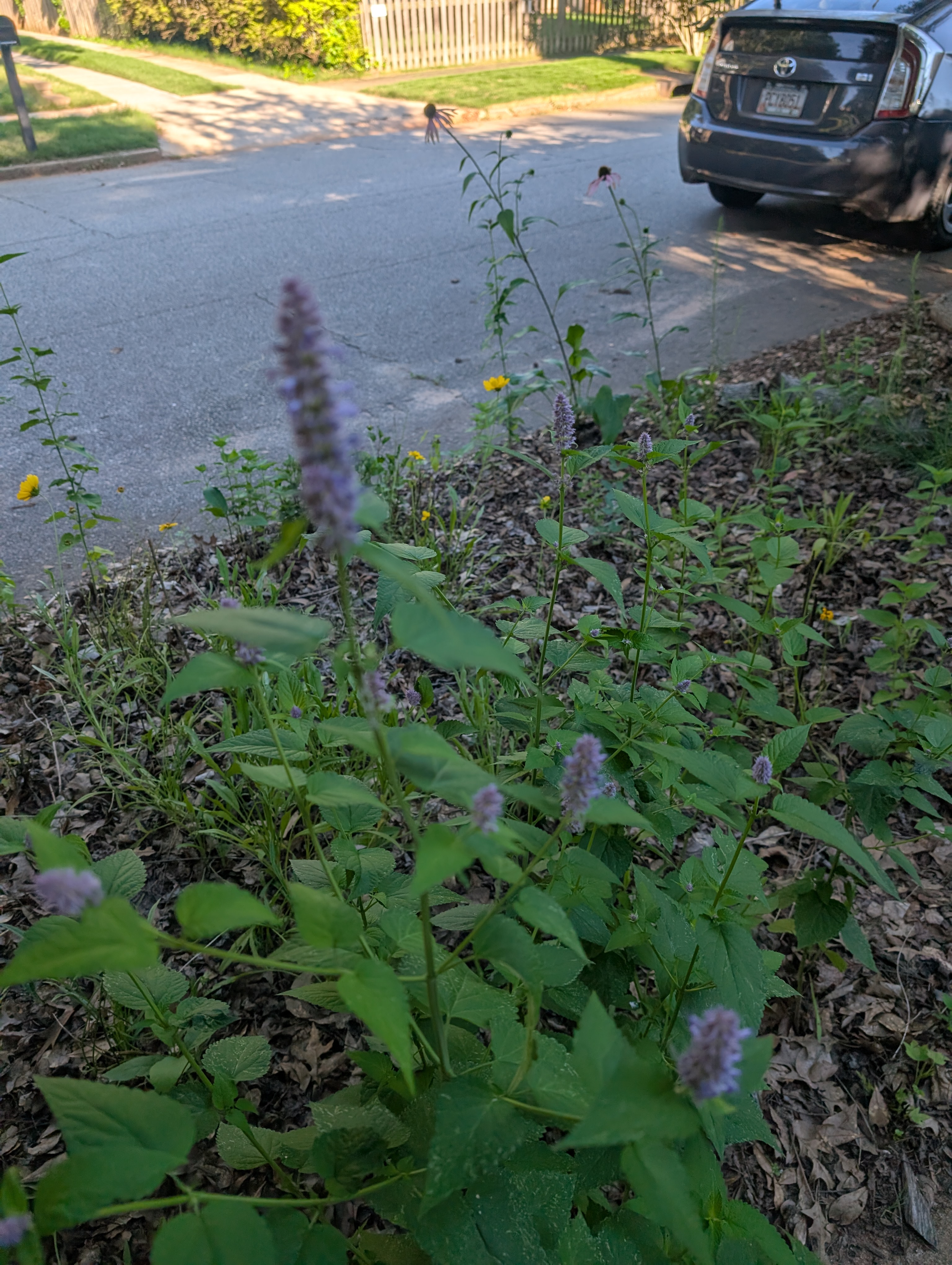 Hyssop