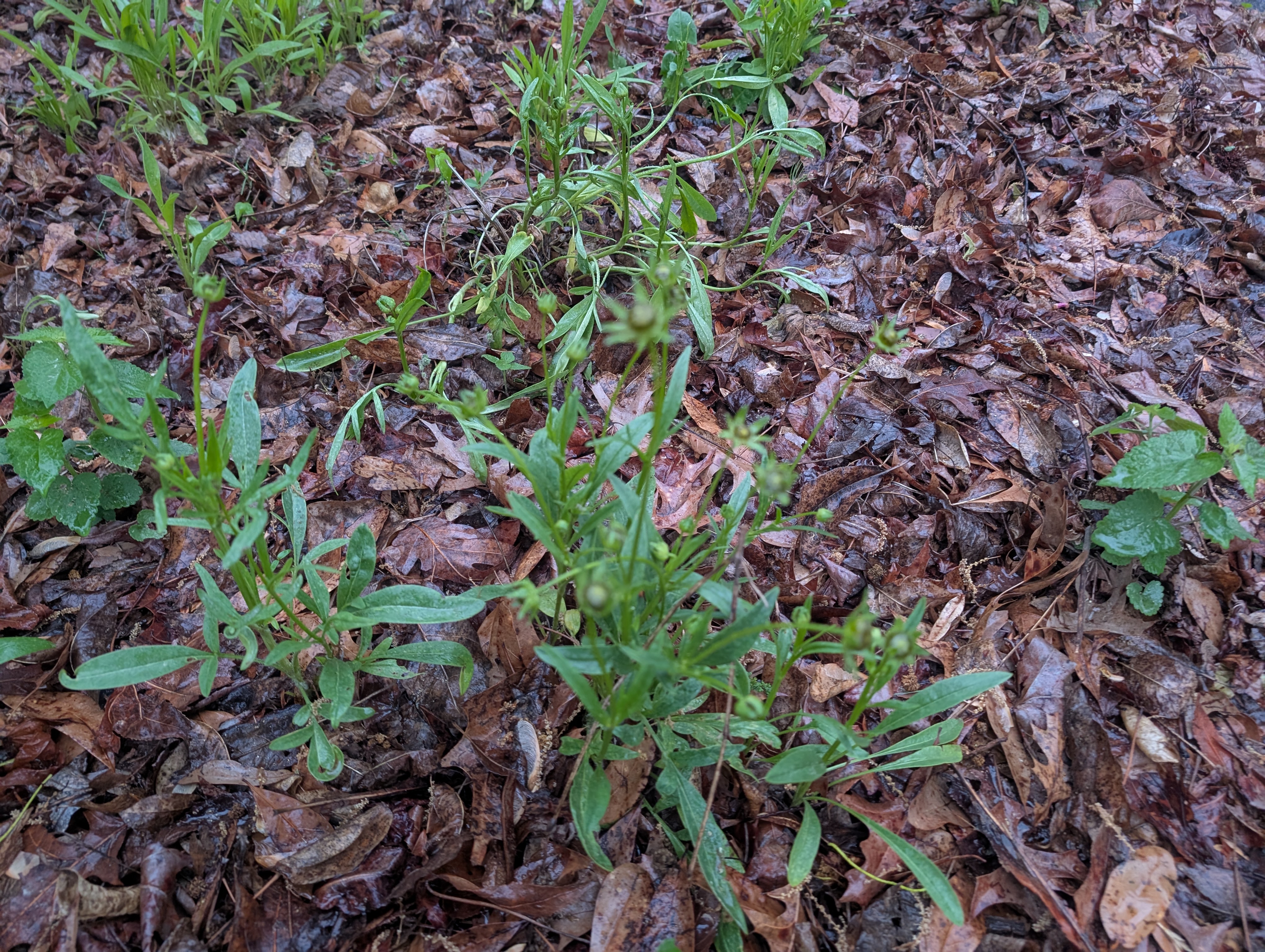 Indian Blanket
