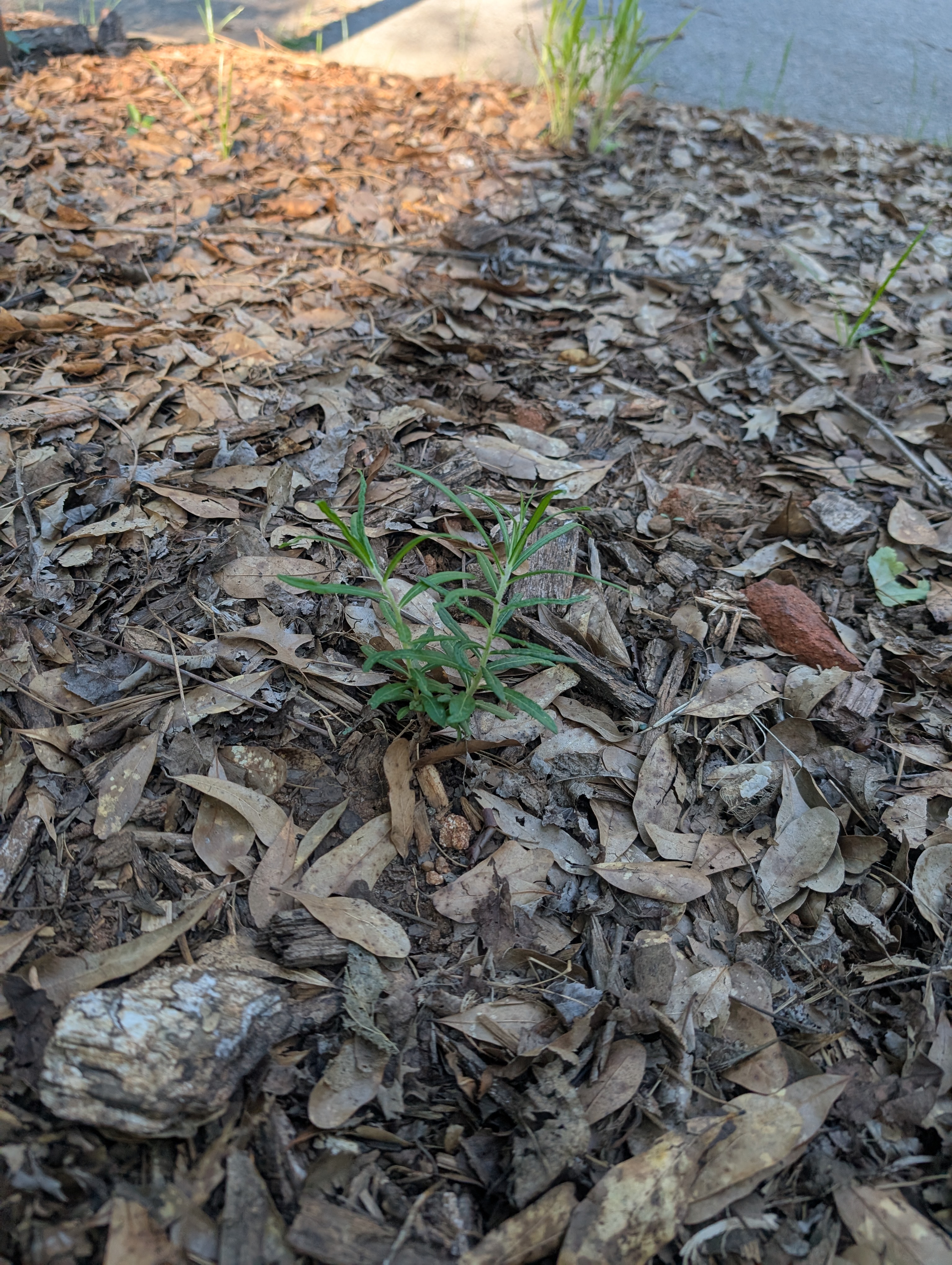 Ironweed