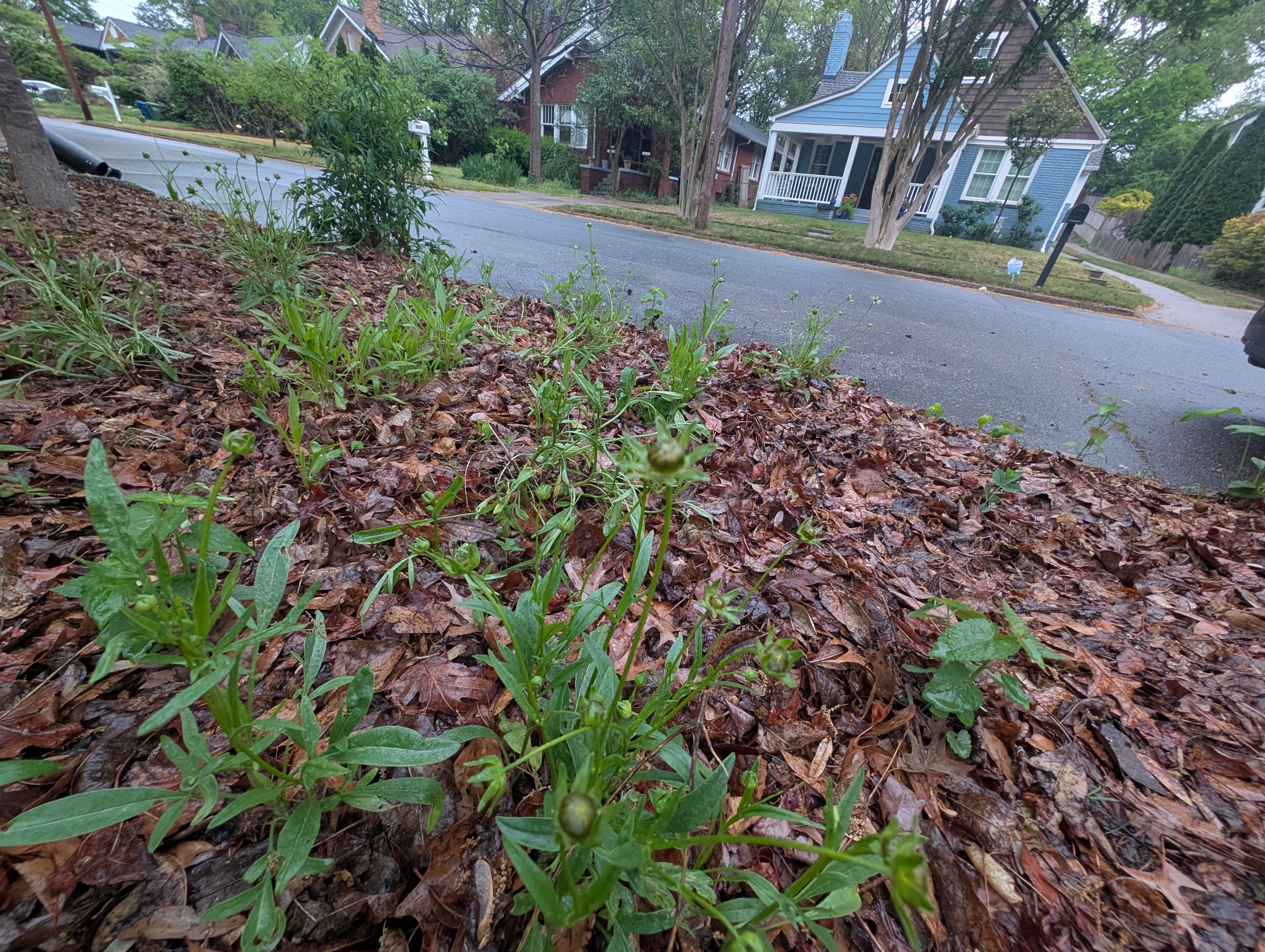 Lance-leaf Coreopsis