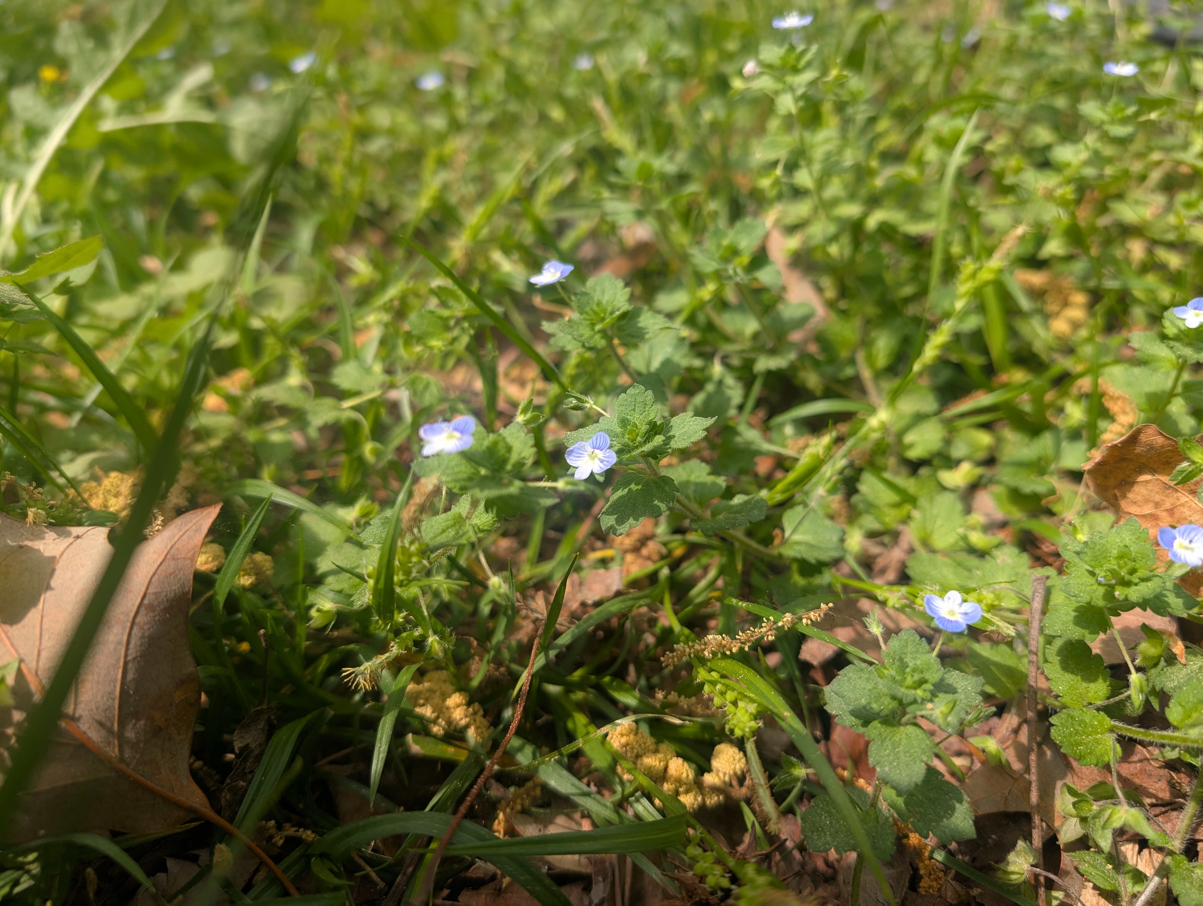 Persian Speedwell