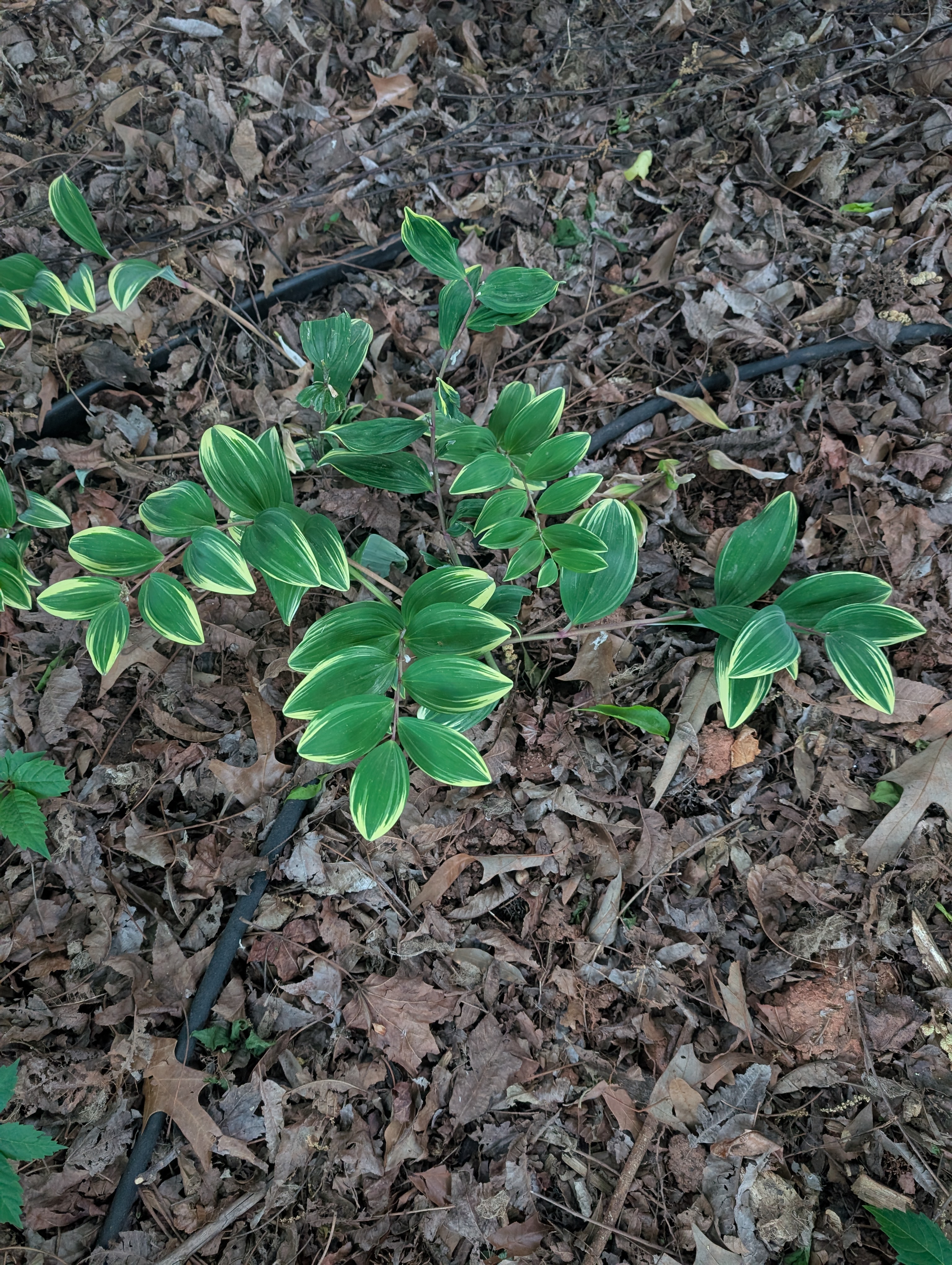 Solomon's Seal