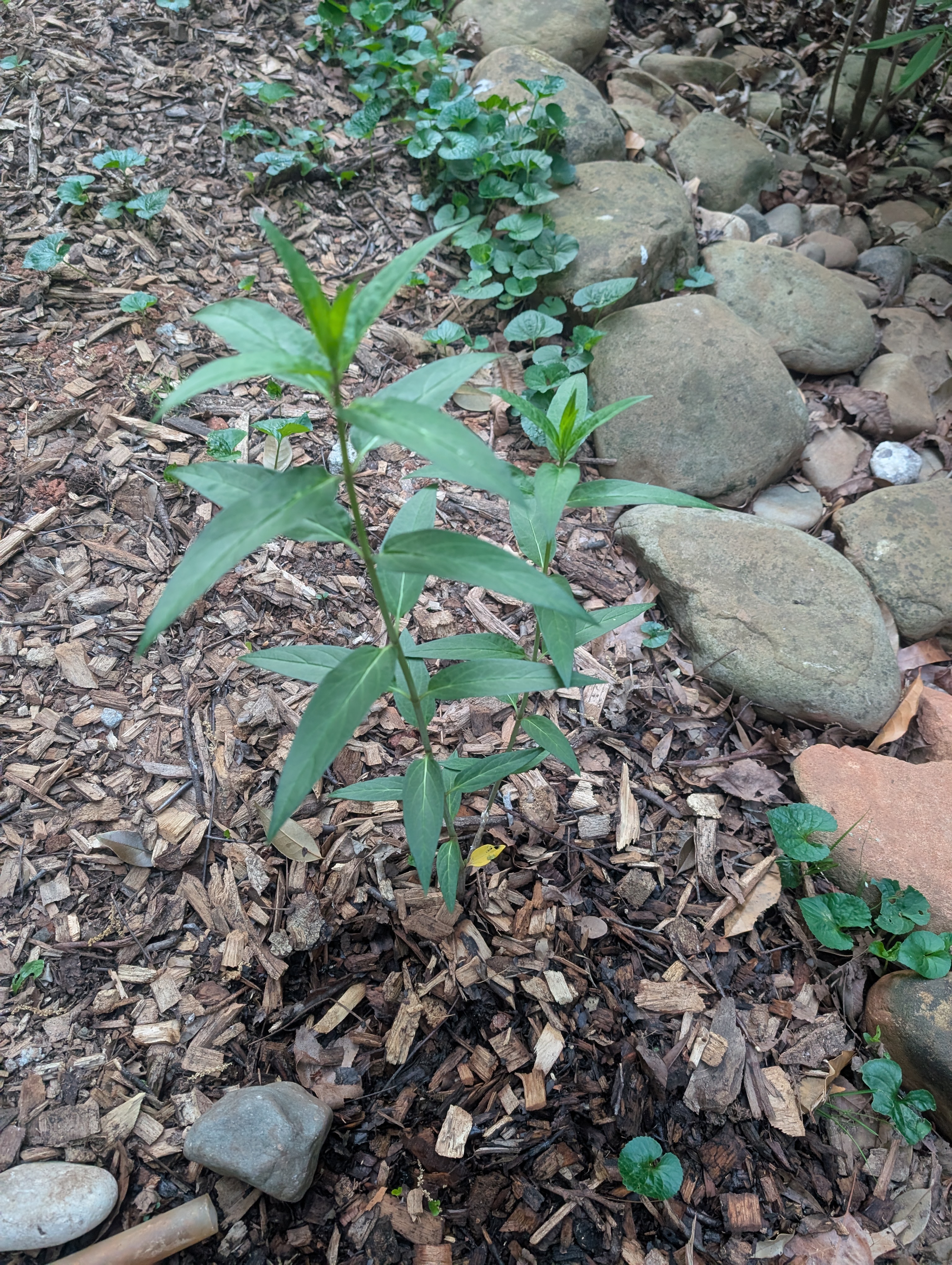 Swamp Milkweed