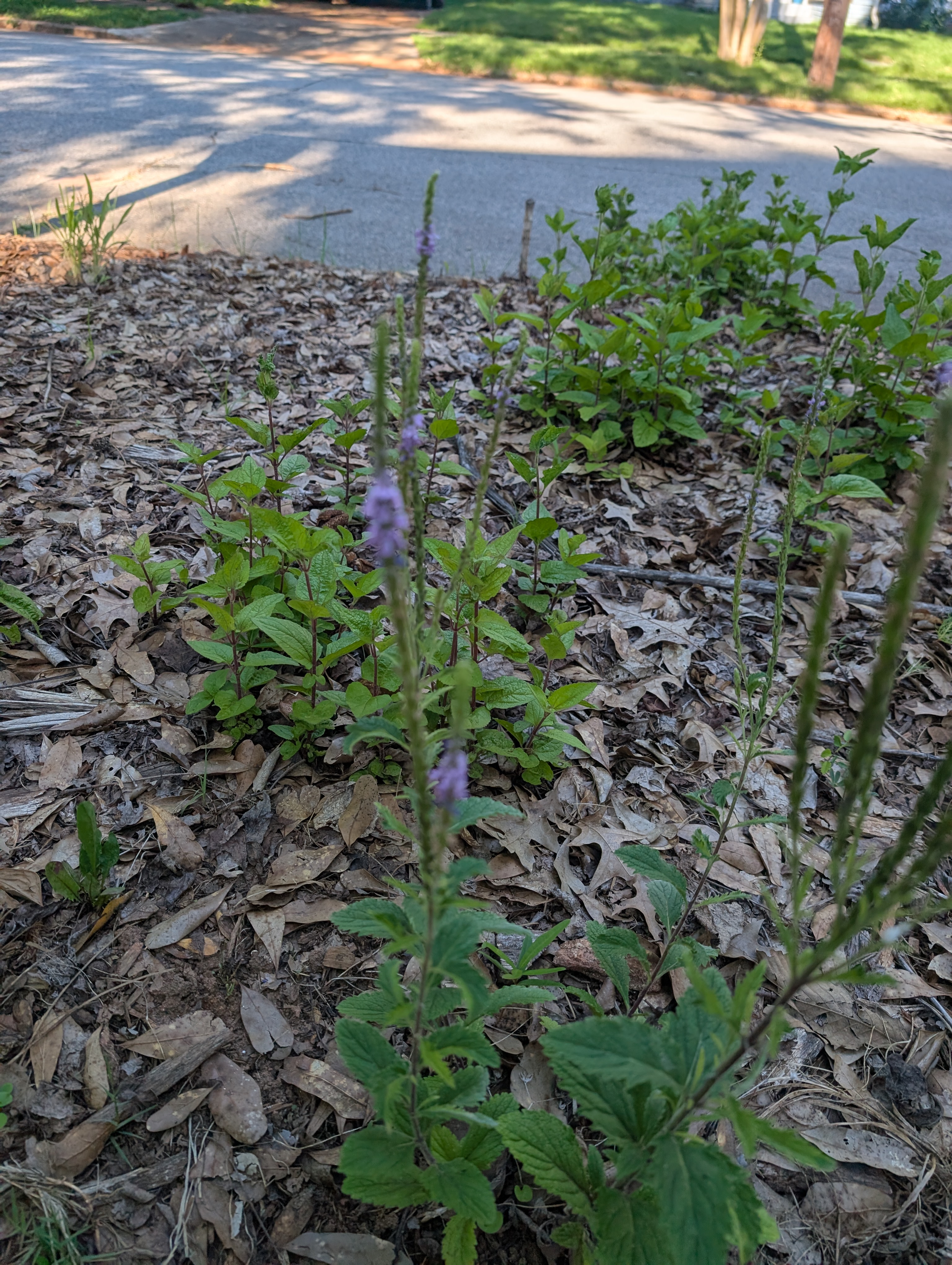 Verbena