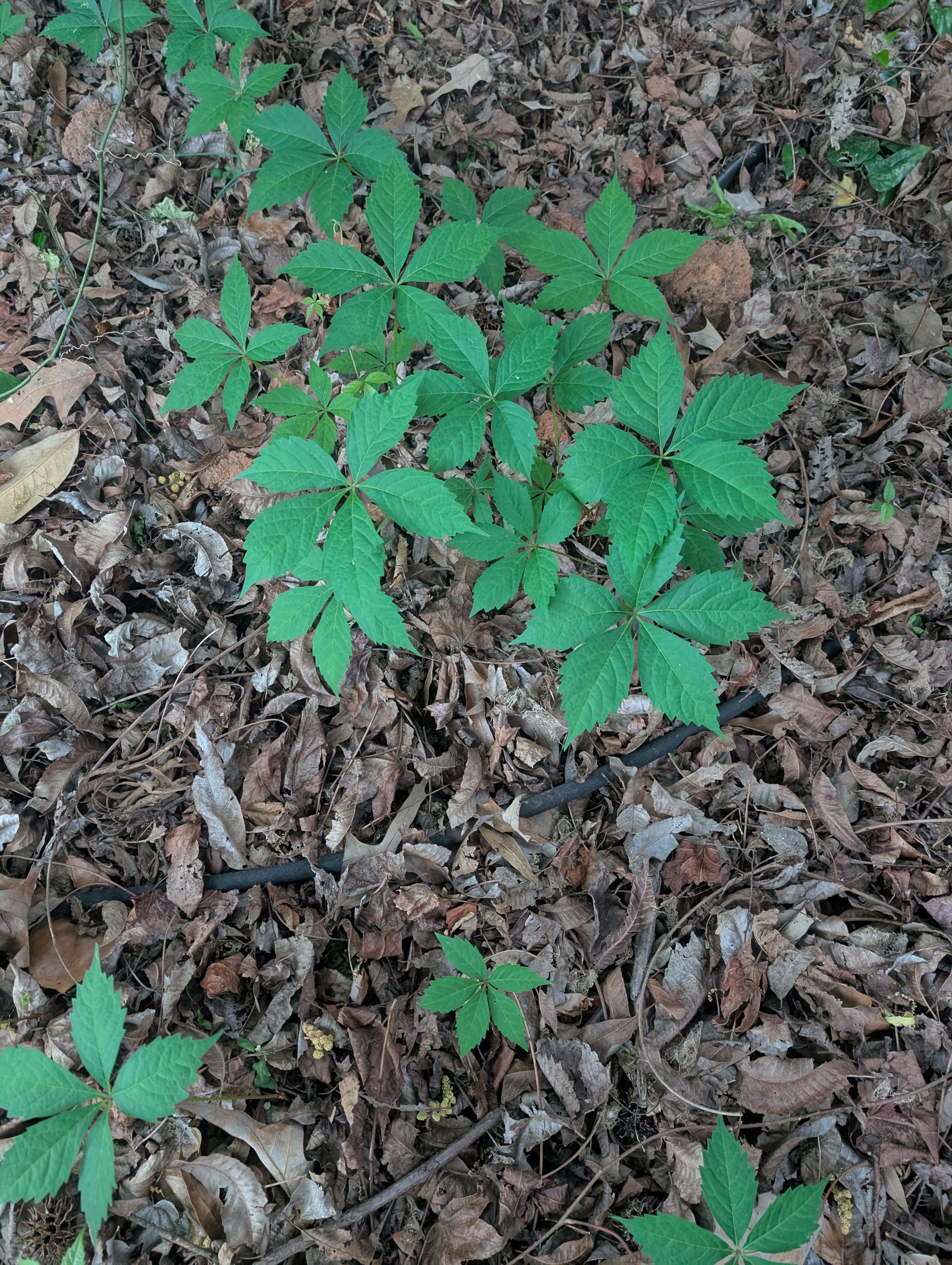 Virginia Creeper