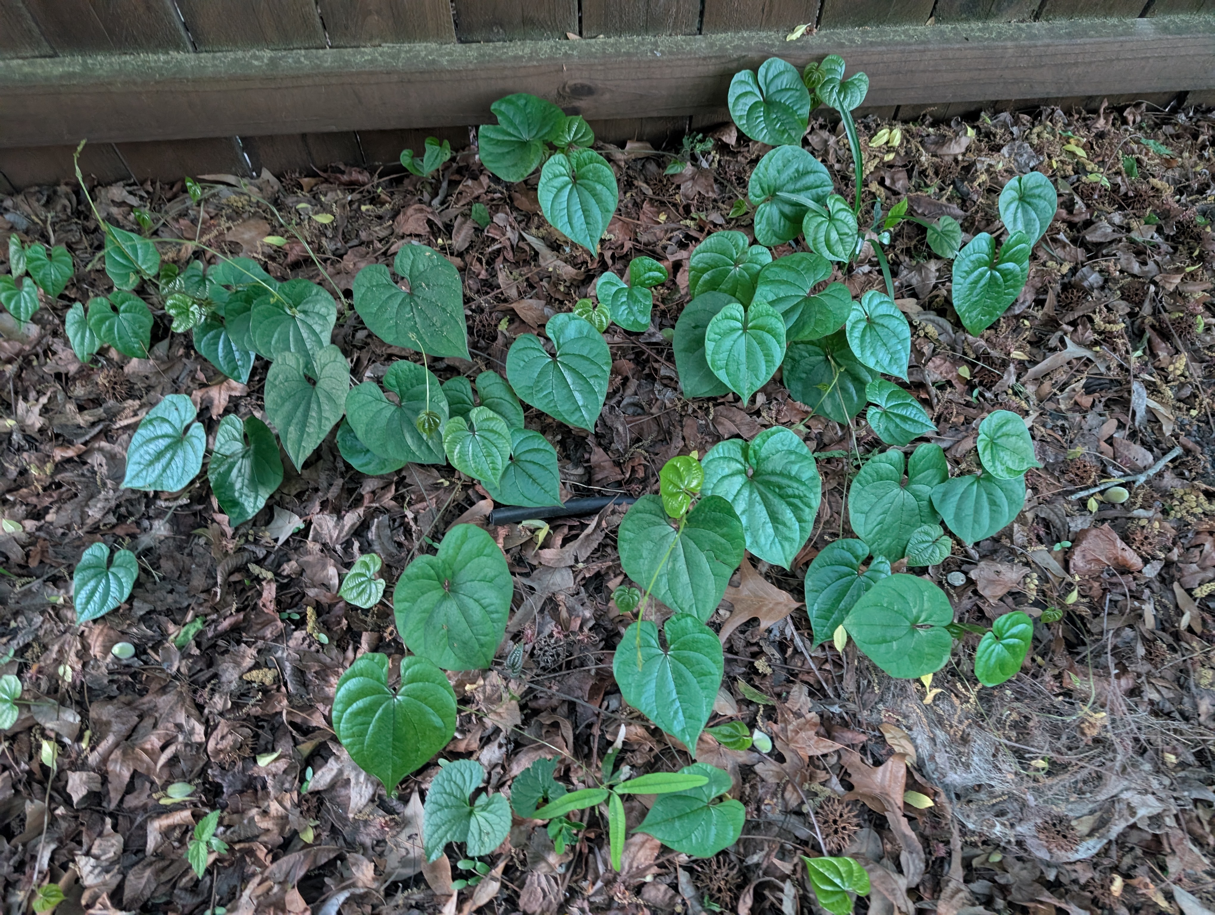 Wild Yam